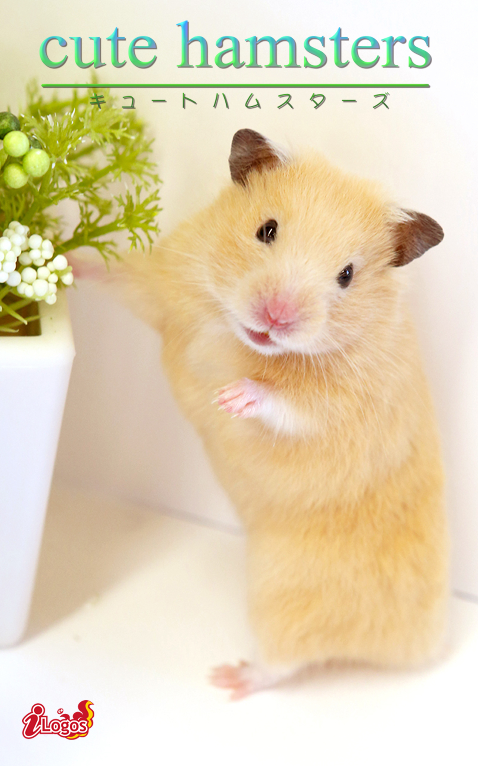 cute hamsters03 キンクマハムスター