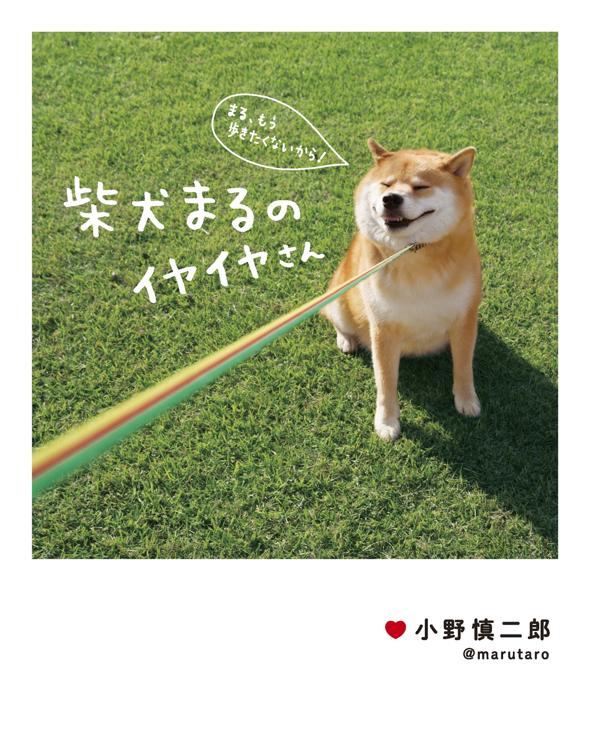 柴犬まるのイヤイヤさん