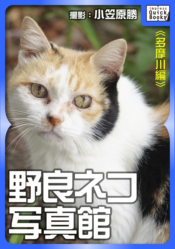 野良ネコ写真館