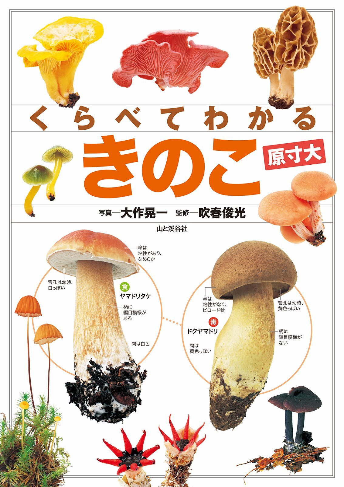 くらべてわかる きのこ (原寸大)