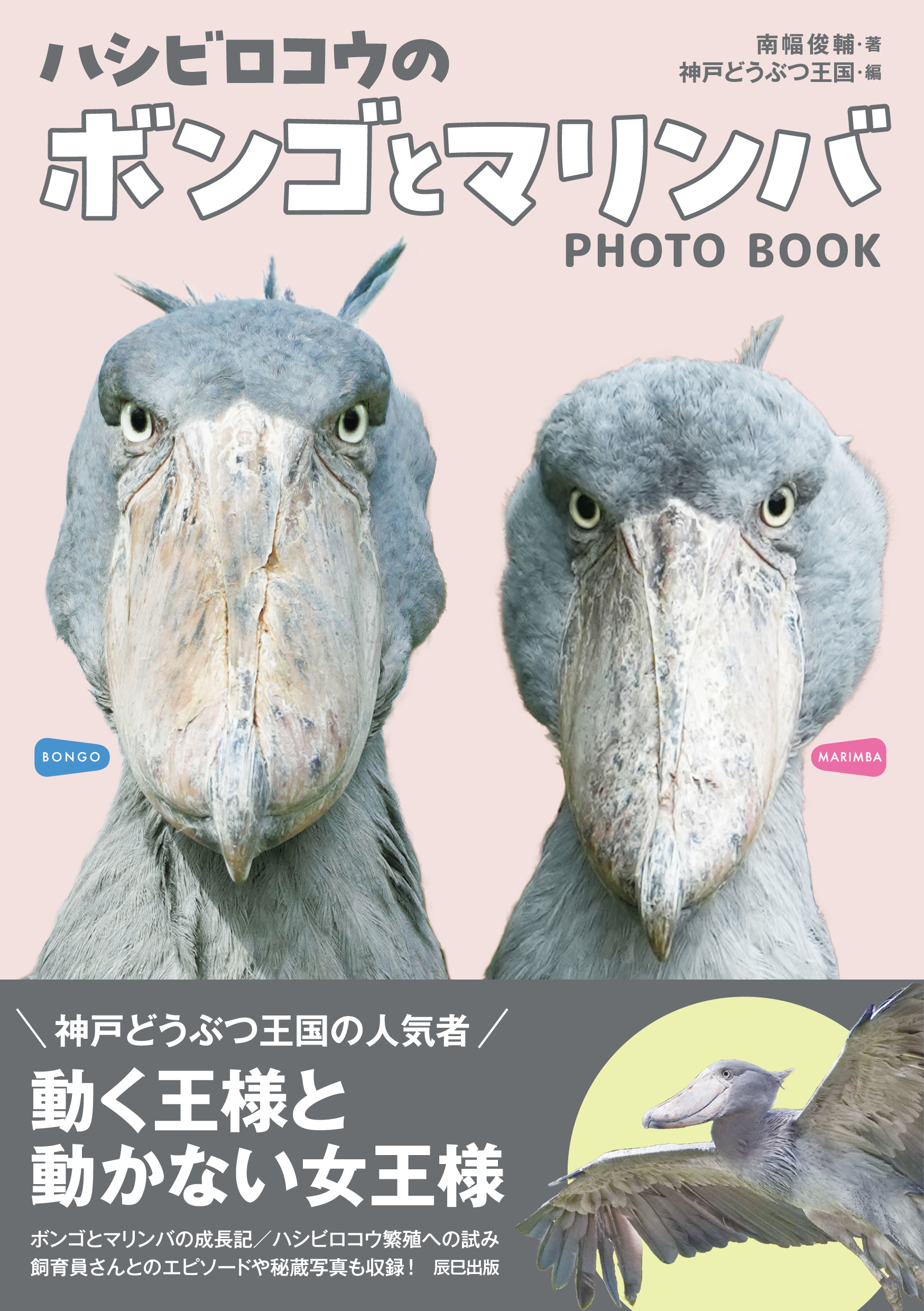 ハシビロコウのボンゴとマリンバ