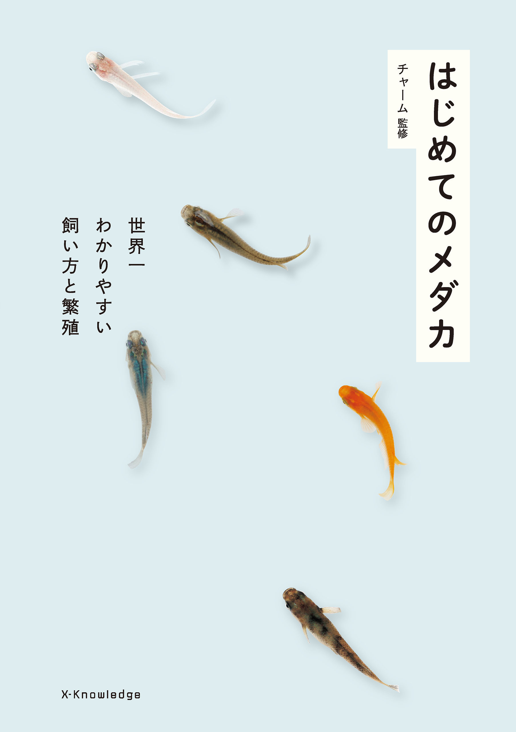 はじめてのメダカ