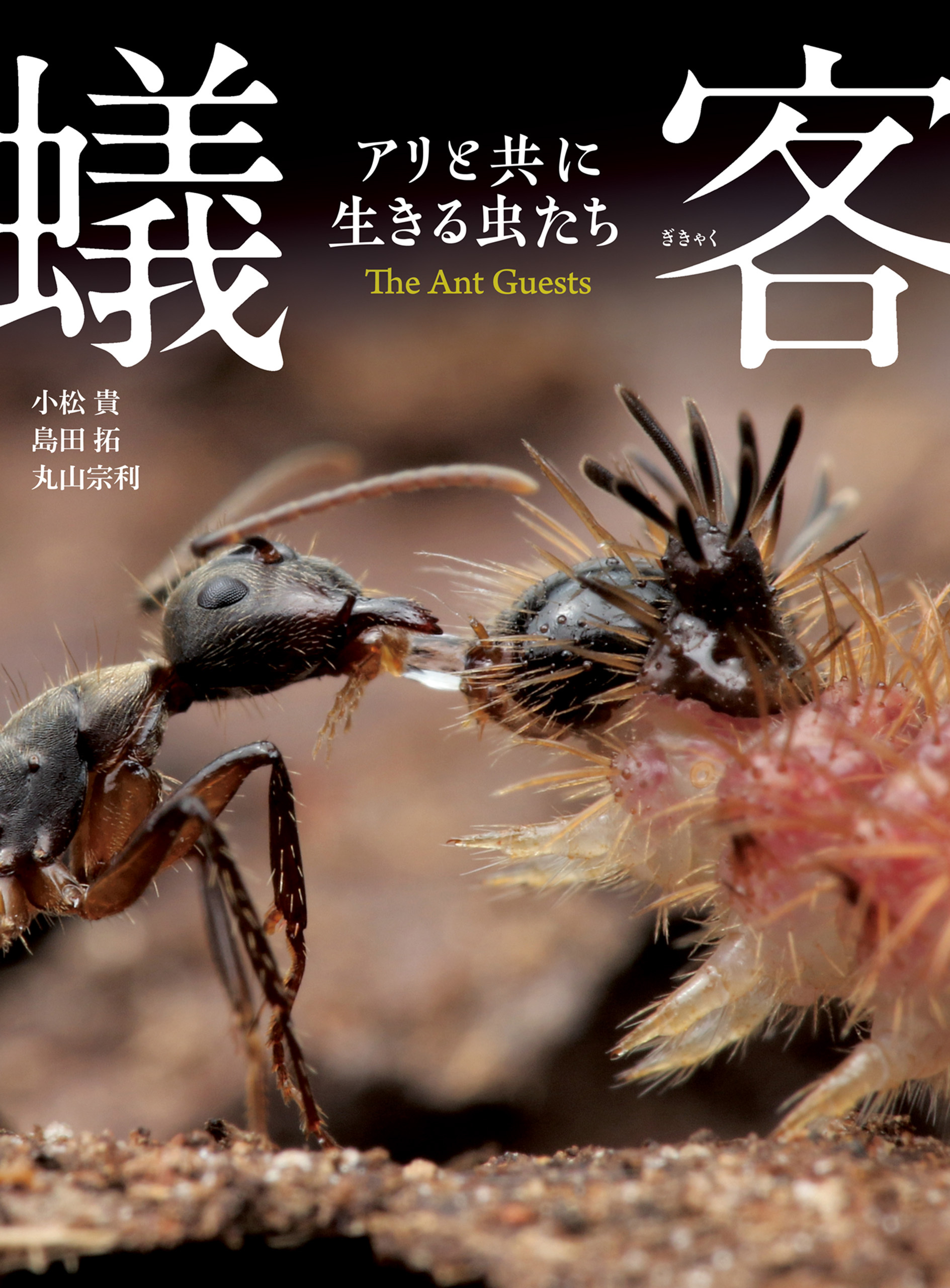 蟻客　アリと共に生きる虫たち