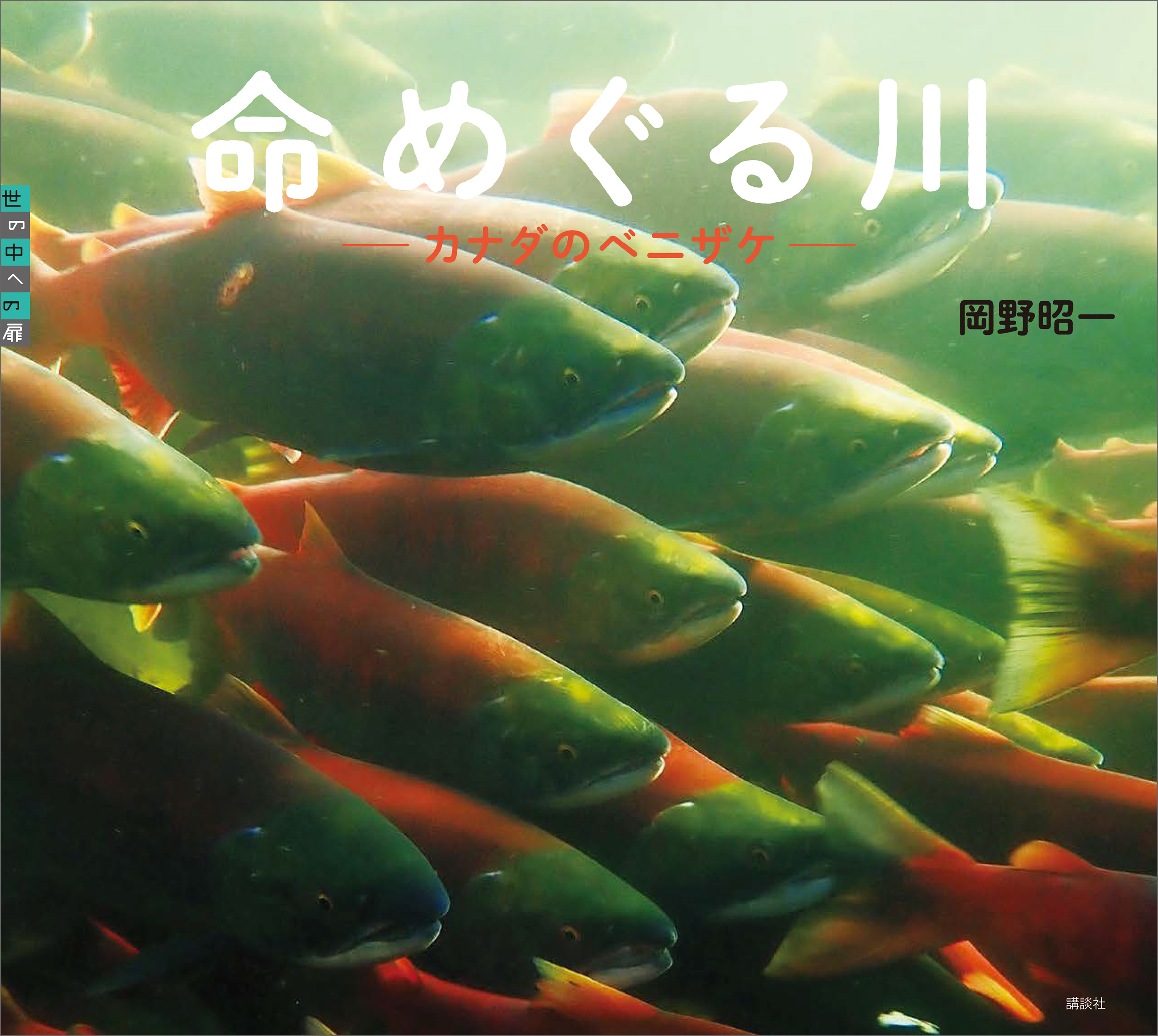 命めぐる川　カナダのベニザケ