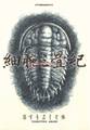 【期間限定 試し読み増量版 閲覧期限2026年8月6日】細腕三畳紀