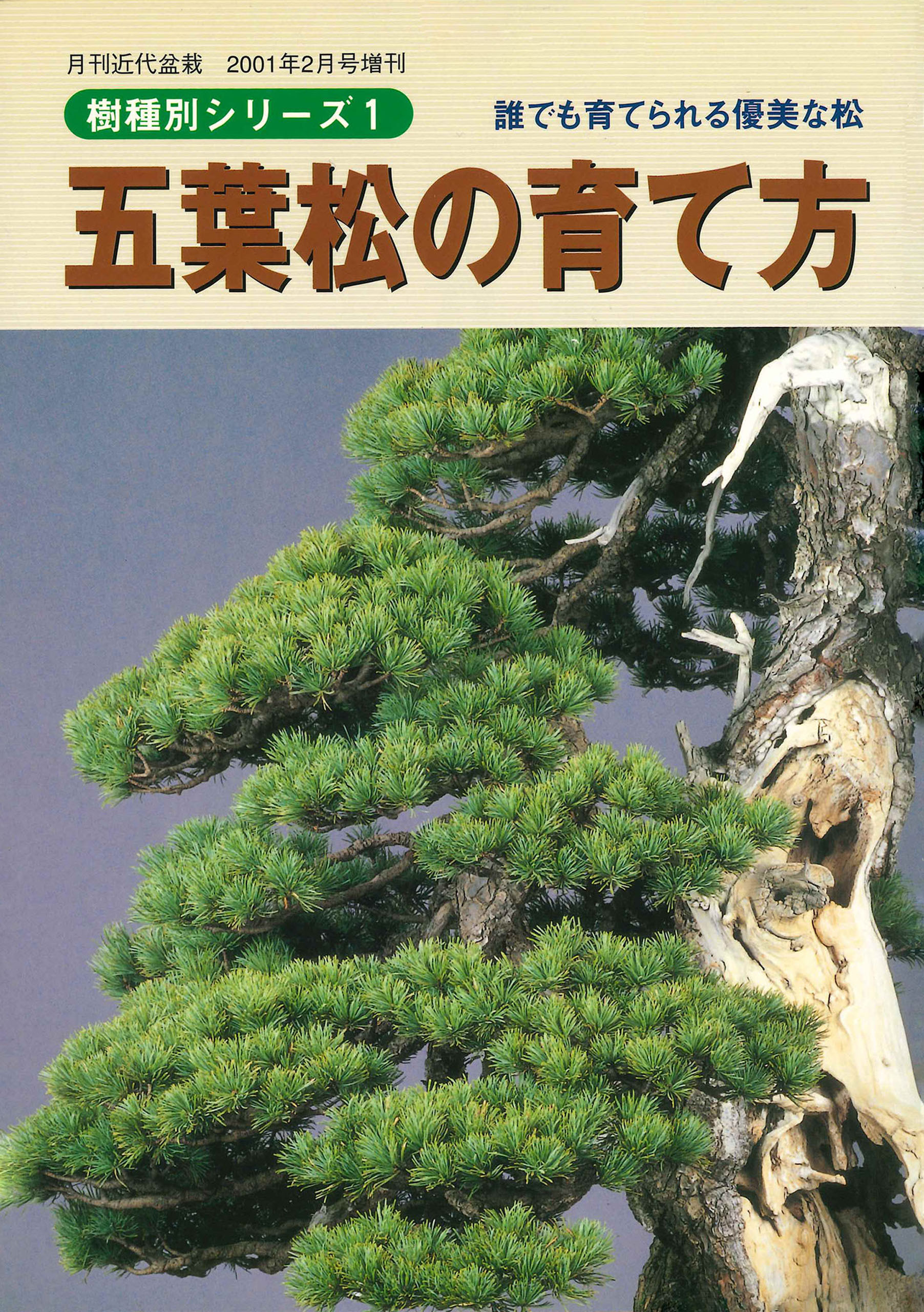 五葉松の育て方