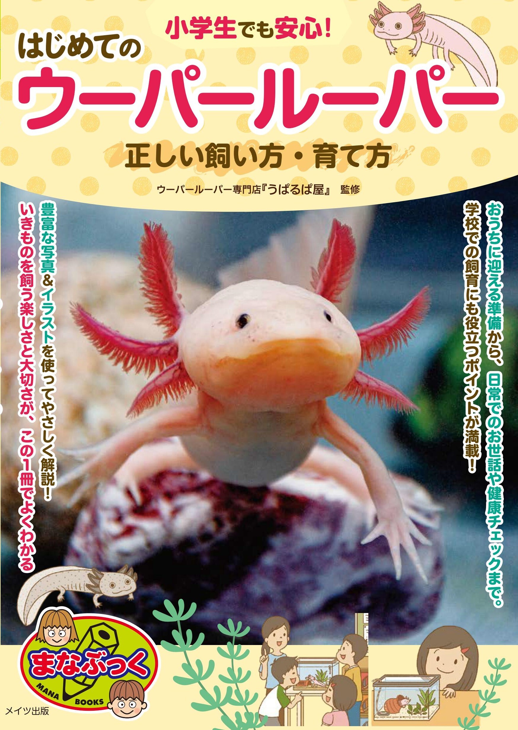 小学生でも安心！はじめてのウーパールーパー 正しい飼い方・育て方