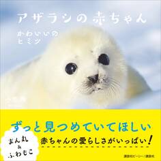 アザラシの赤ちゃん かわいいのヒミツ