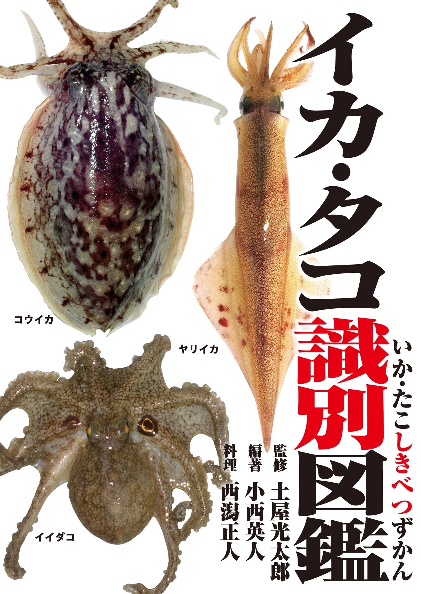 イカ・タコ識別図鑑