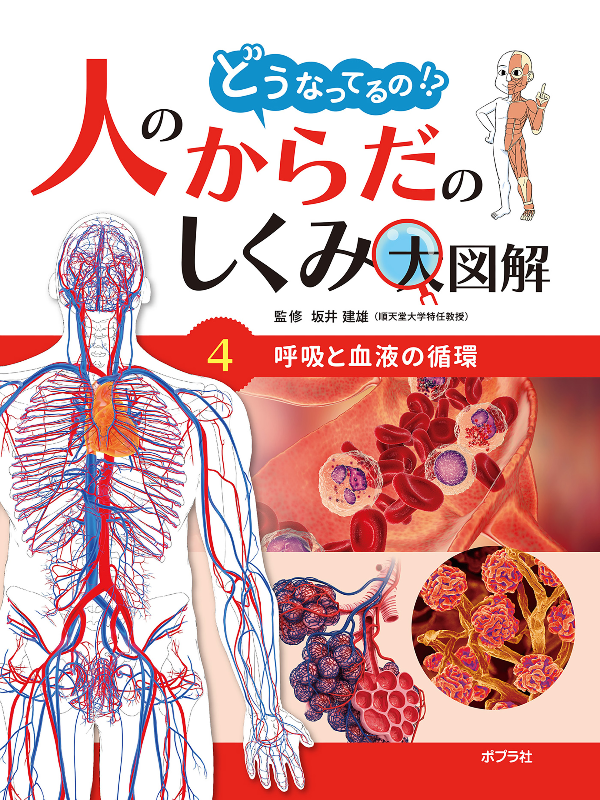 呼吸と血液の循環４　どうなってるの！？　人のからだのしくみ大図解
