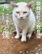 歌舞伎町の野良猫「たにゃ」と僕