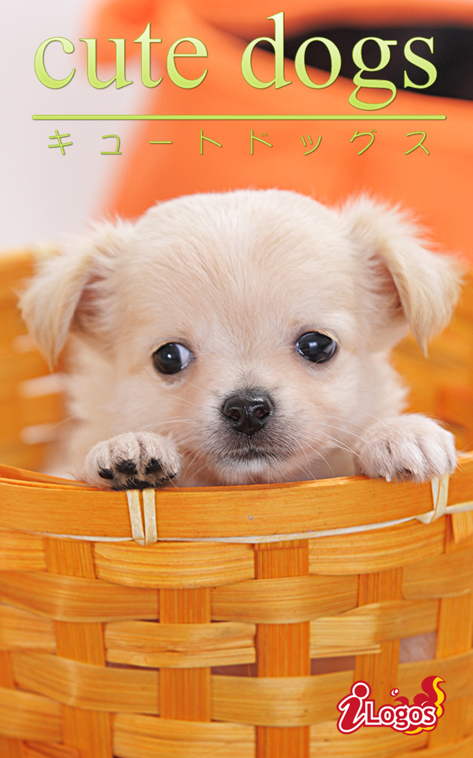 cute dogs16 チワワ