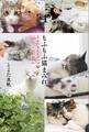 もふもふ猫まみれ とよたさんちのマブ猫 22のハッピールール
