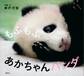 もふもふ あかちゃんパンダ