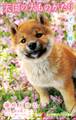 小学館ジュニア文庫 天国の犬ものがたり~ずっと一緒~
