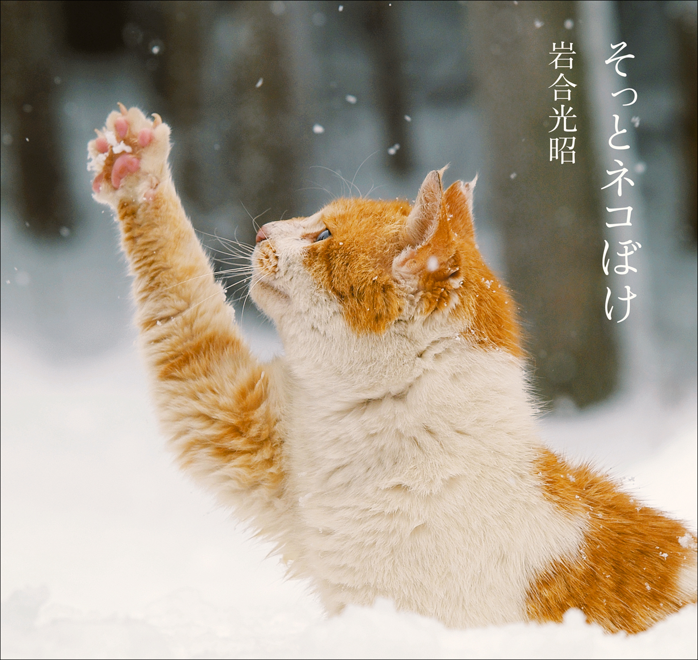 そっとネコぼけ　岩合光昭写真集