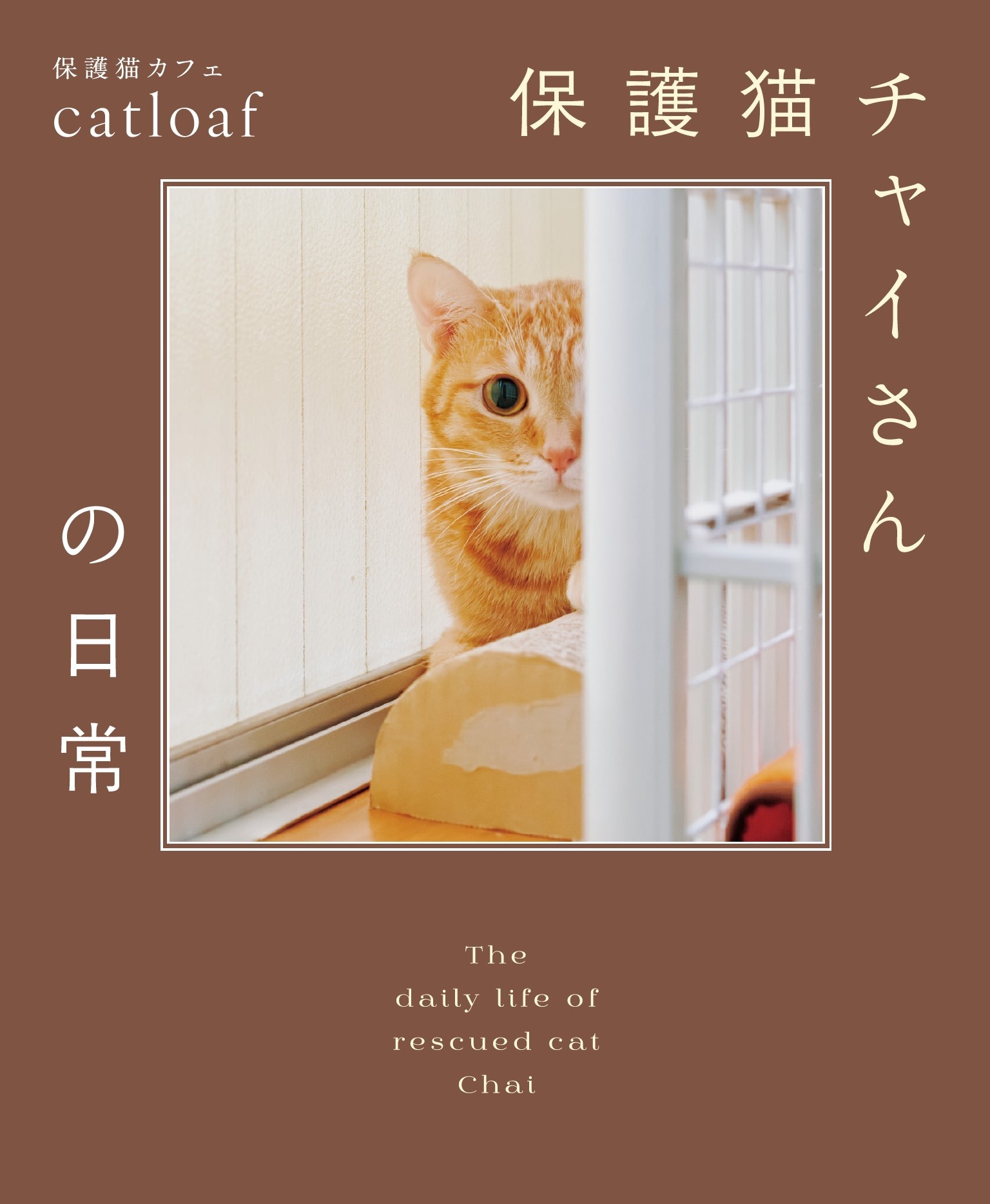 保護猫チャイさんの日常