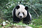 また会えたね!シャンシャン ~「毎日パンダ」のはるばる中国旅~