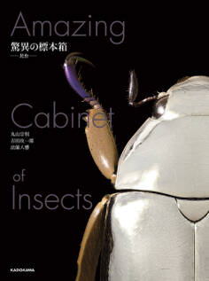 驚異の標本箱 ‐昆虫‐