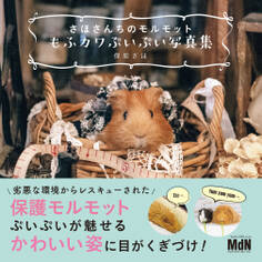 さほさんちのモルモット もふカワぷいぷい写真集