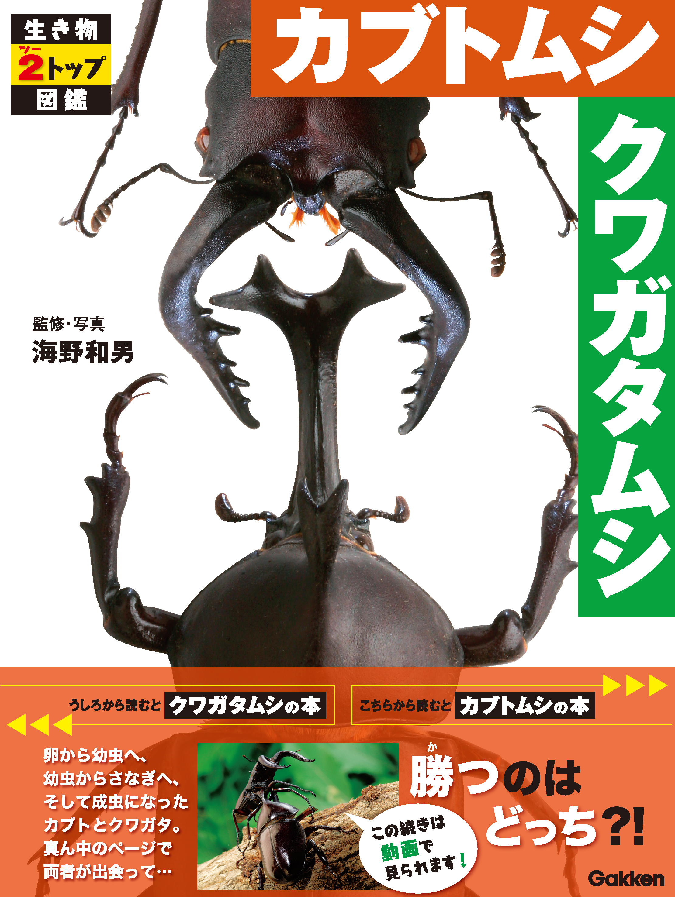 カブトムシ クワガタムシ