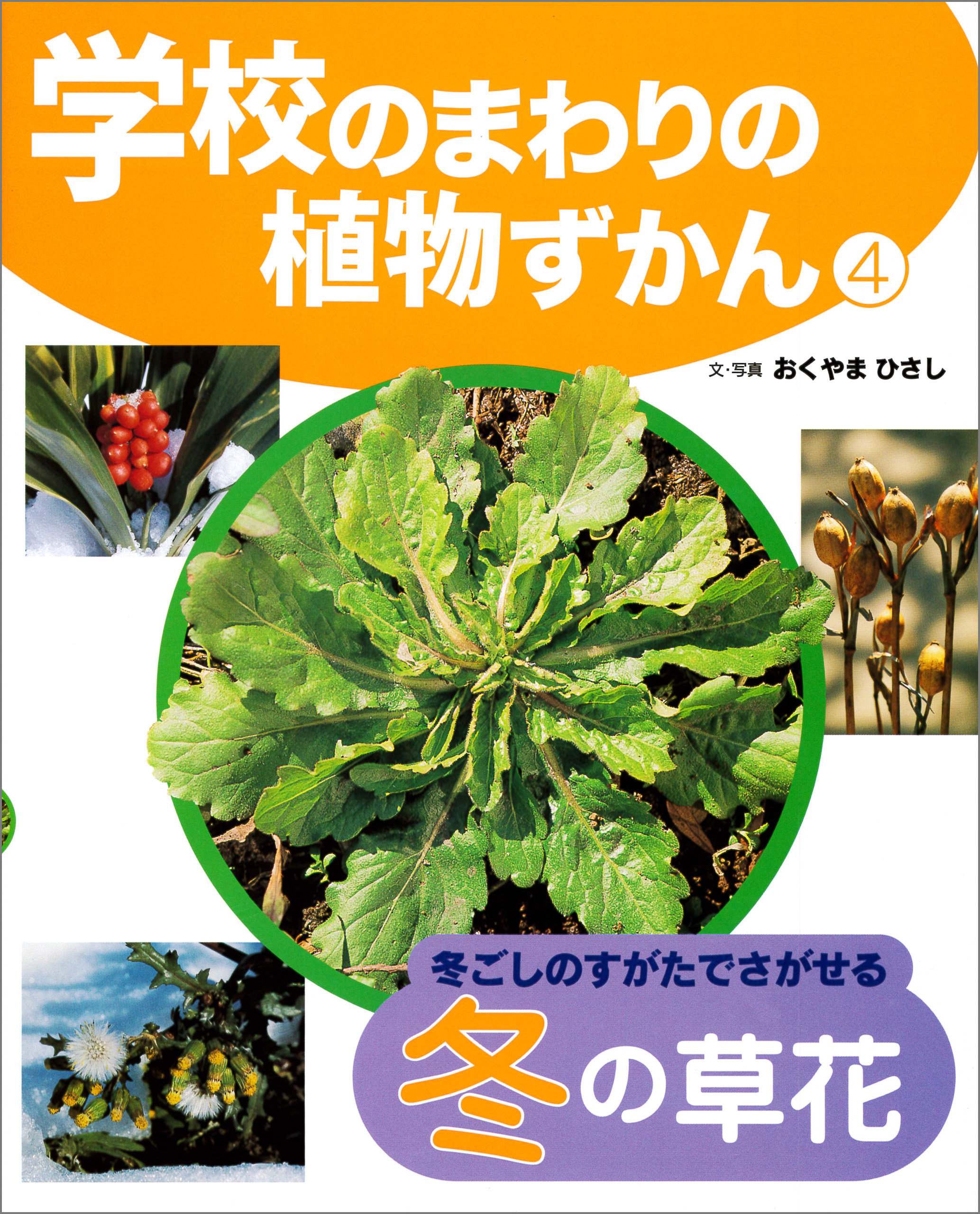 冬ごしのすがたでさがせる冬の草花４　学校のまわりの植物ずかん