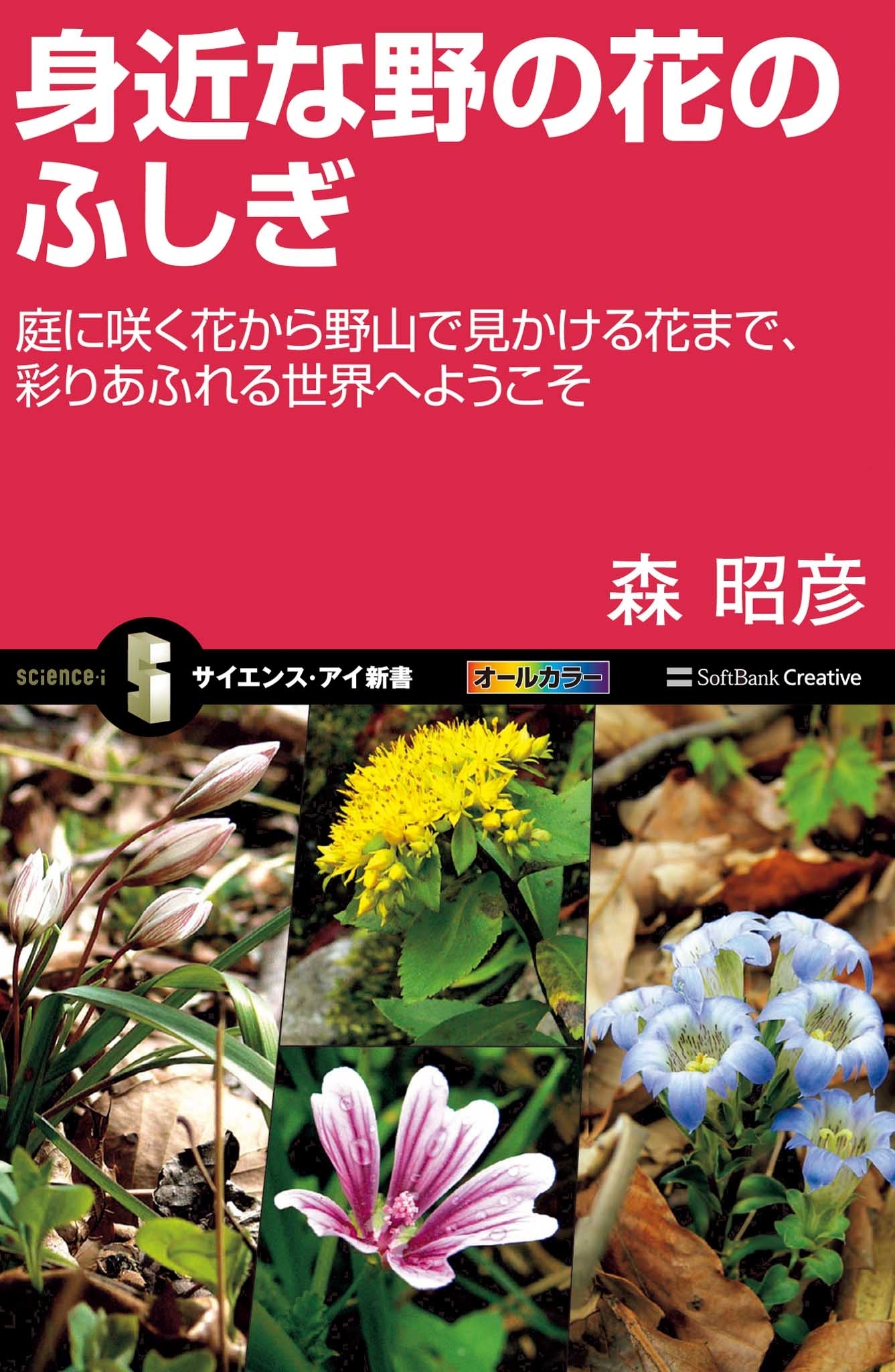 身近な野の花のふしぎ