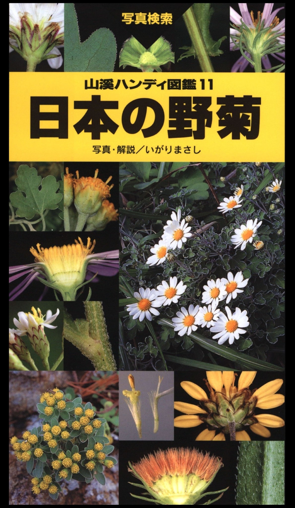 山溪ハンディ図鑑11　日本の野菊