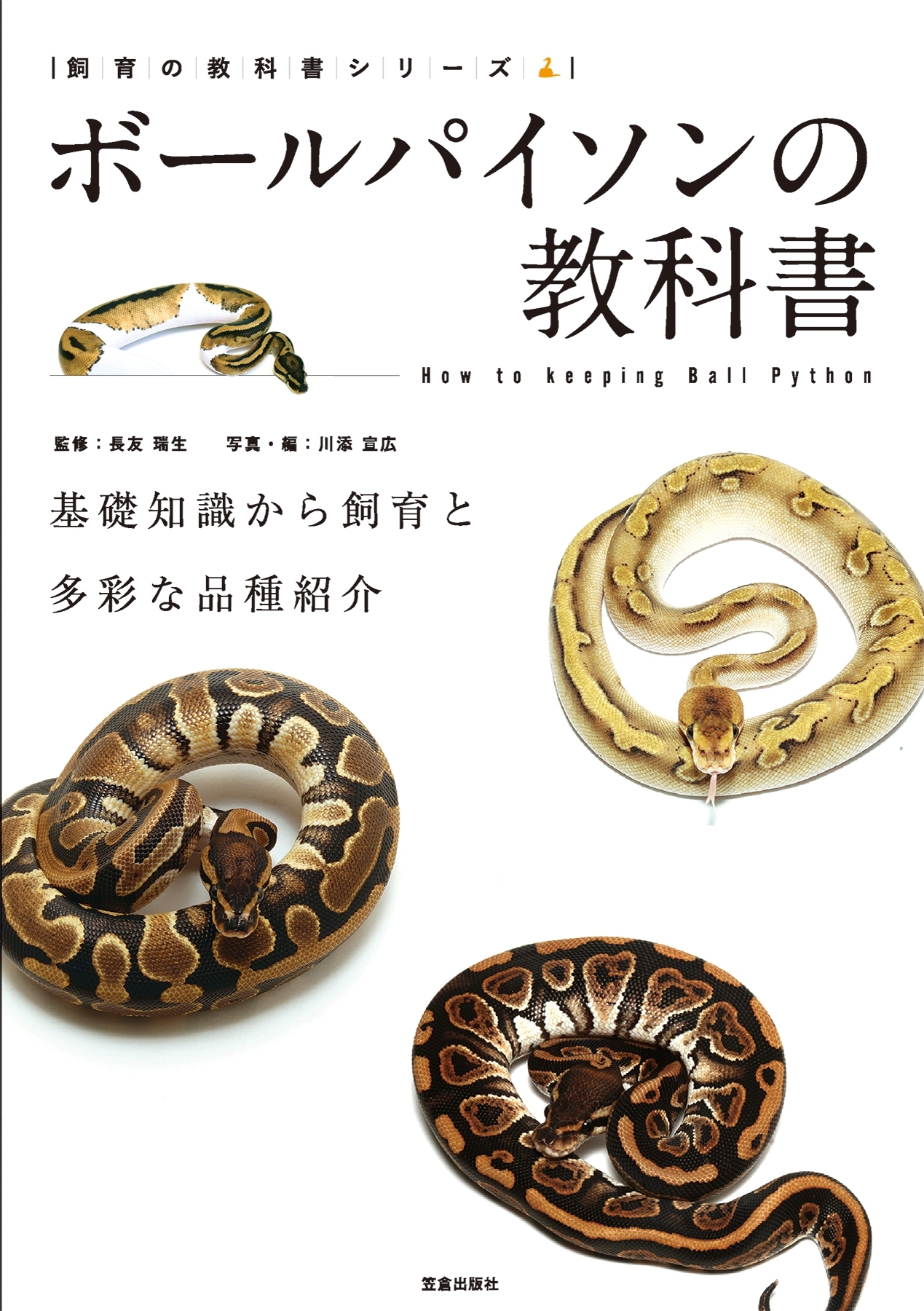 最高級 ボールパイソン = Ball Python : カラー写真と品種解説 飼育 繁