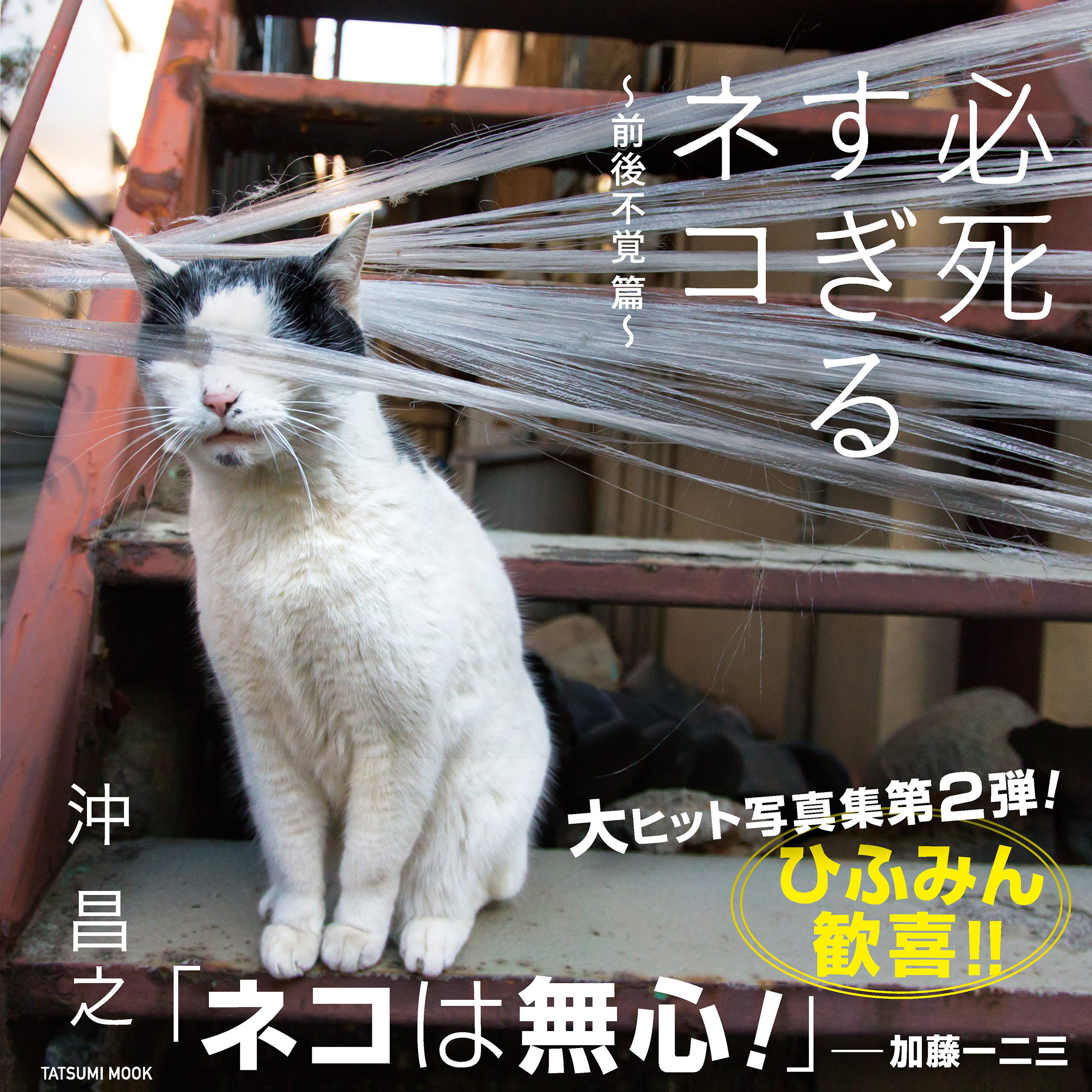 必死すぎるネコ ～前後不覚 篇～