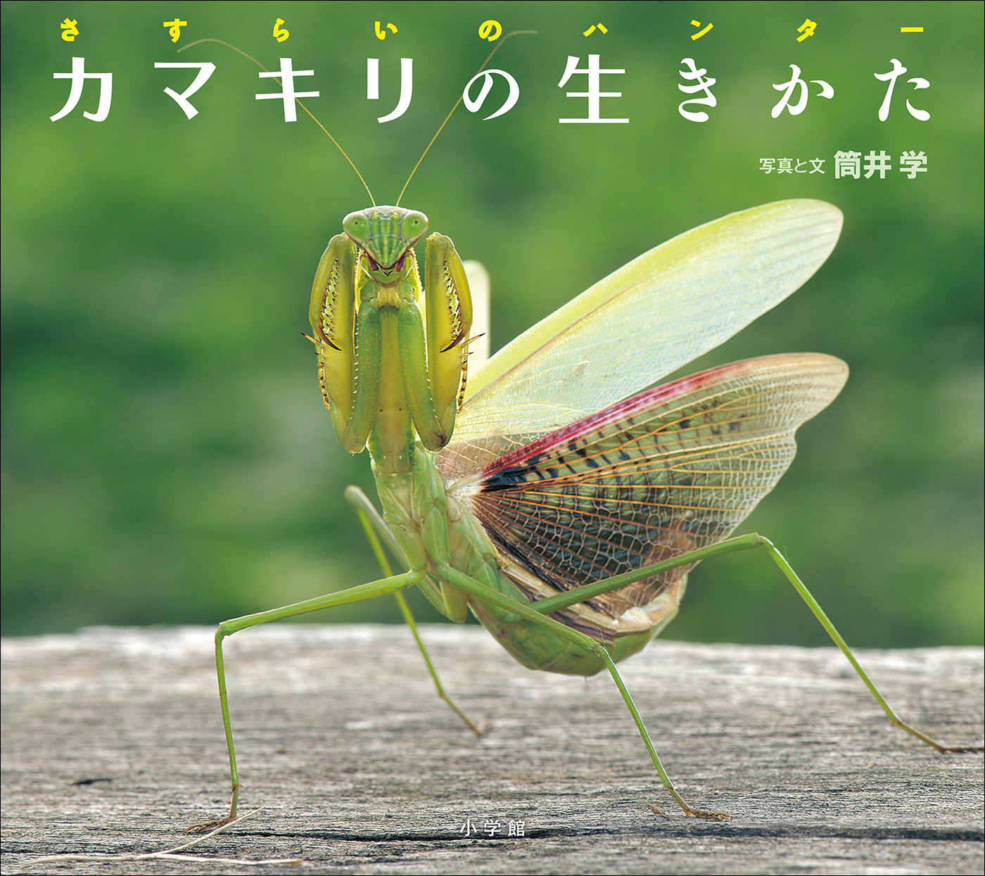 カマキリの生きかた　～さすらいのハンター～（小学館の図鑑NEOの科学絵本）