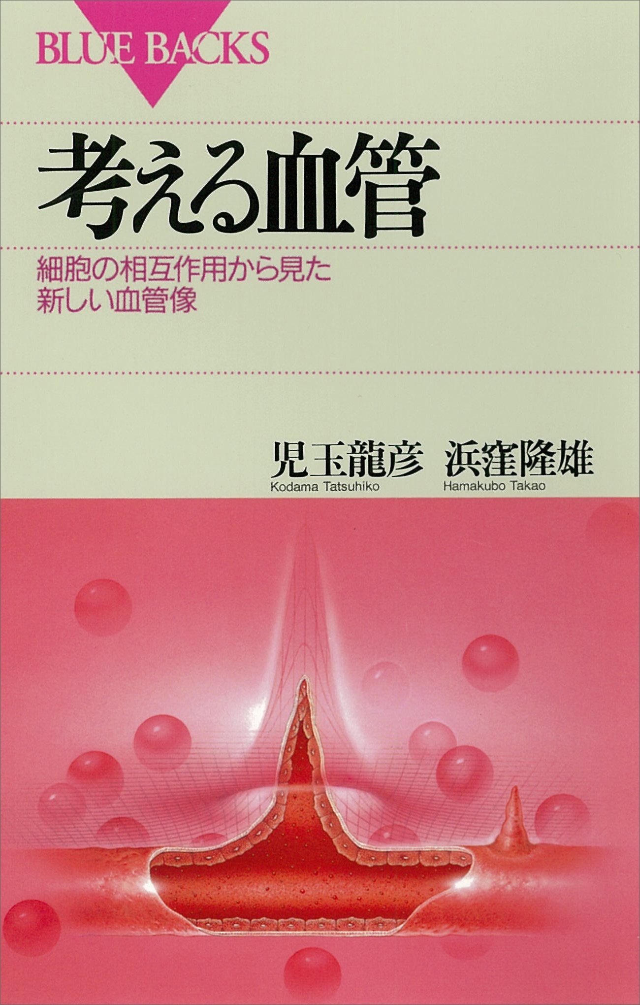 考える血管　細胞の相互作用から見た新しい血管像
