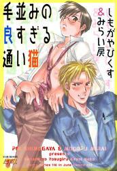 毛並みの良すぎる通い猫