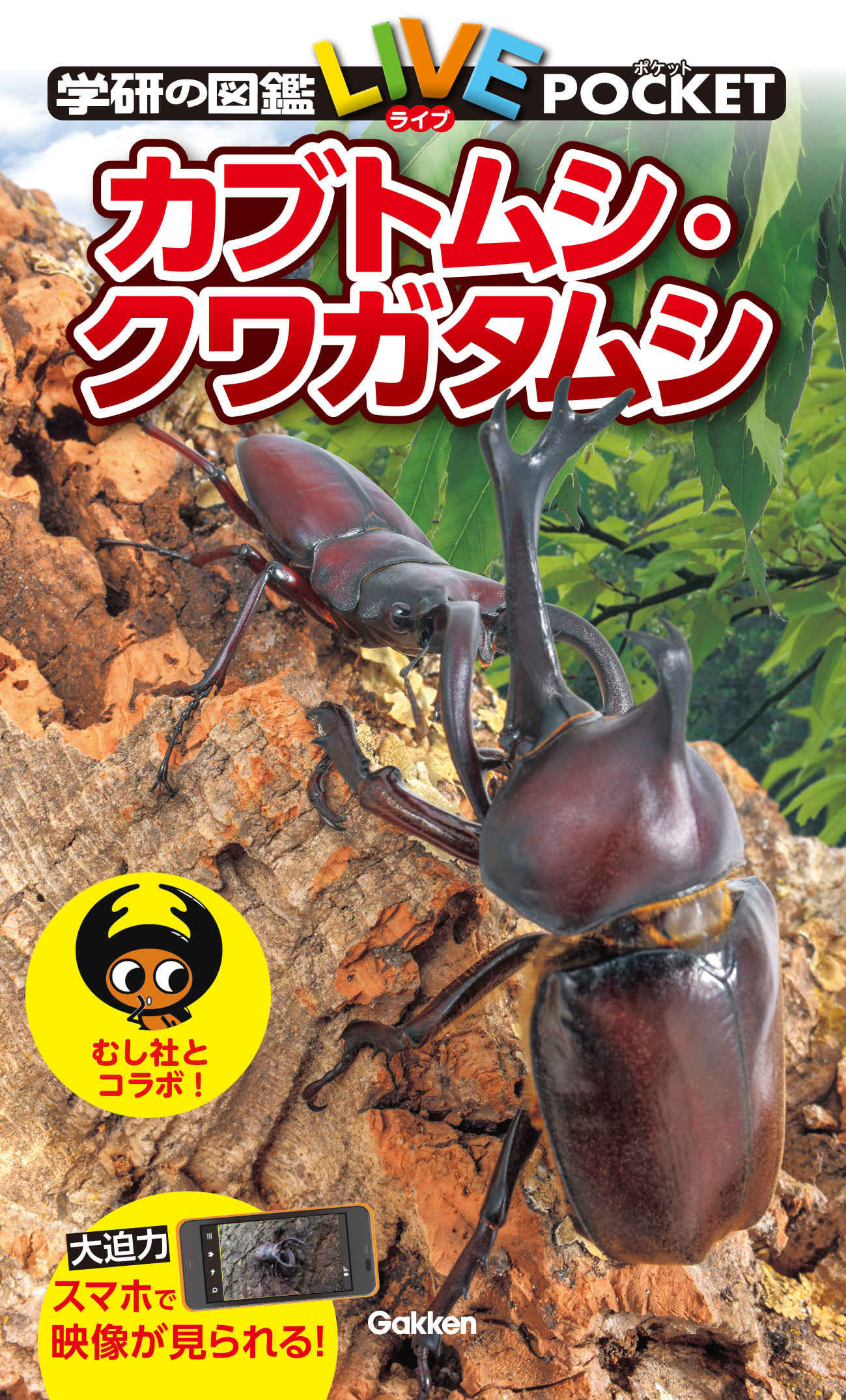 カブトムシ・クワガタムシ