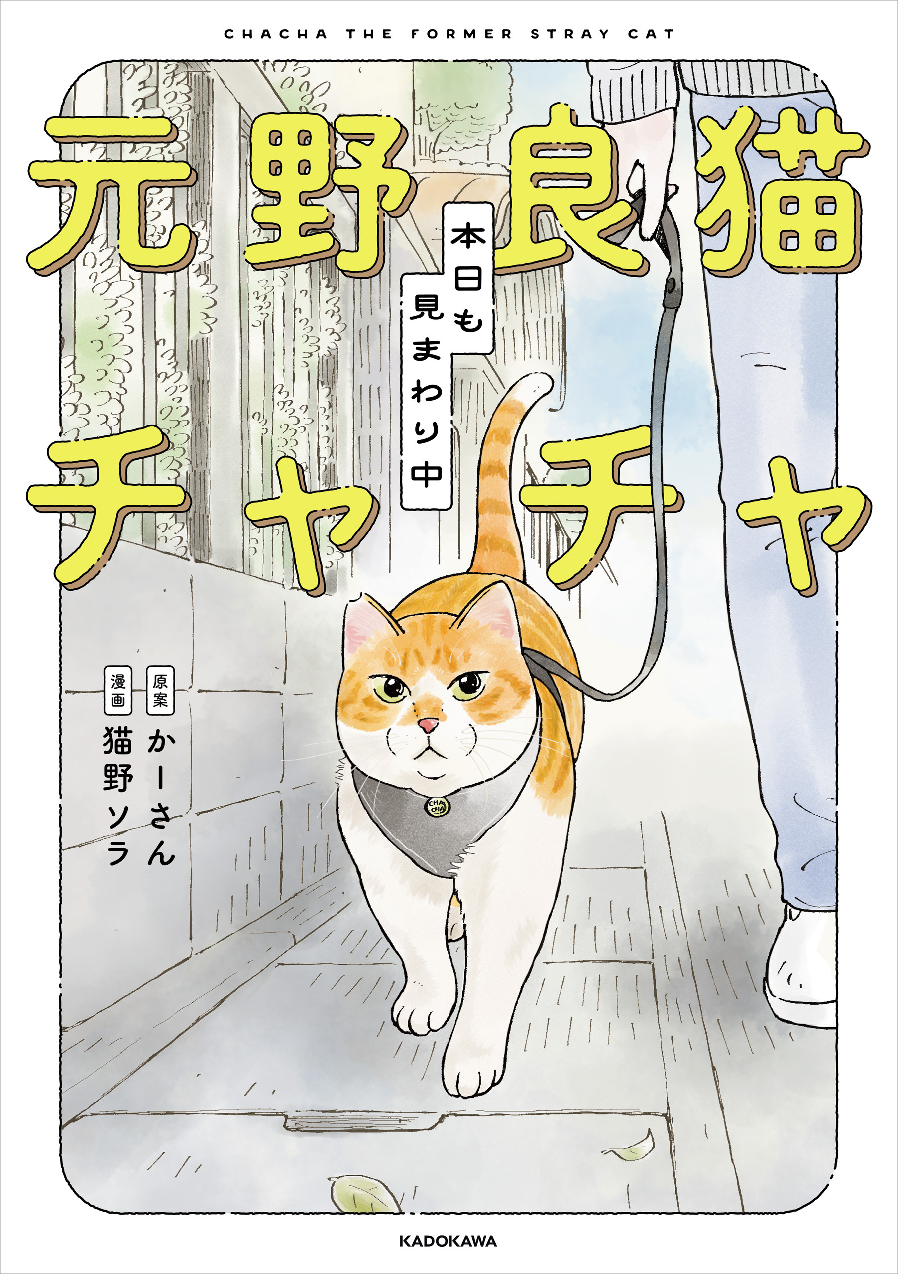 元野良猫チャチャ　本日も見まわり中