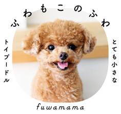 ふわもこのふわ とても小さなトイプードル
