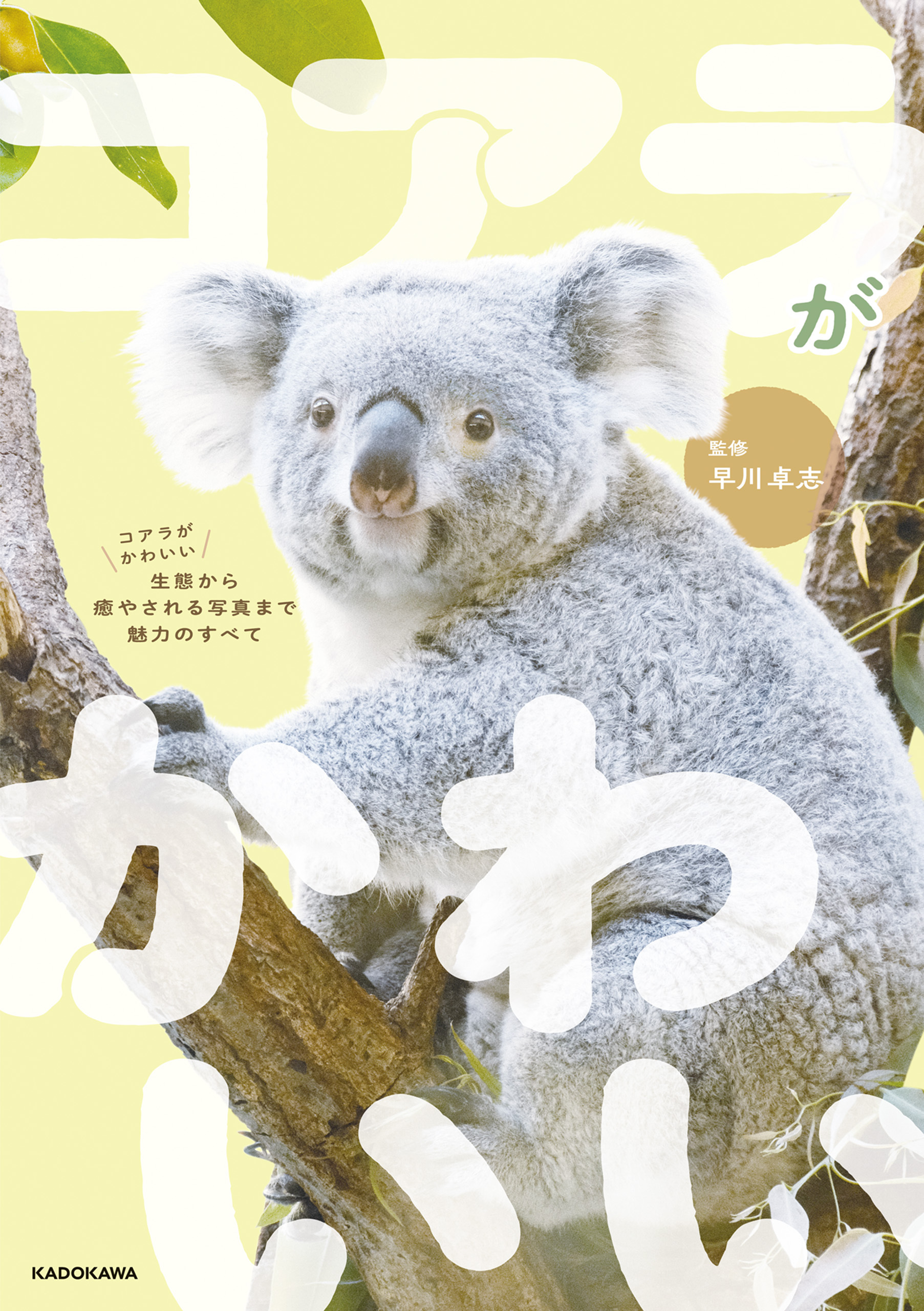 コアラがかわいい　生態から癒やされる写真まで魅力のすべて