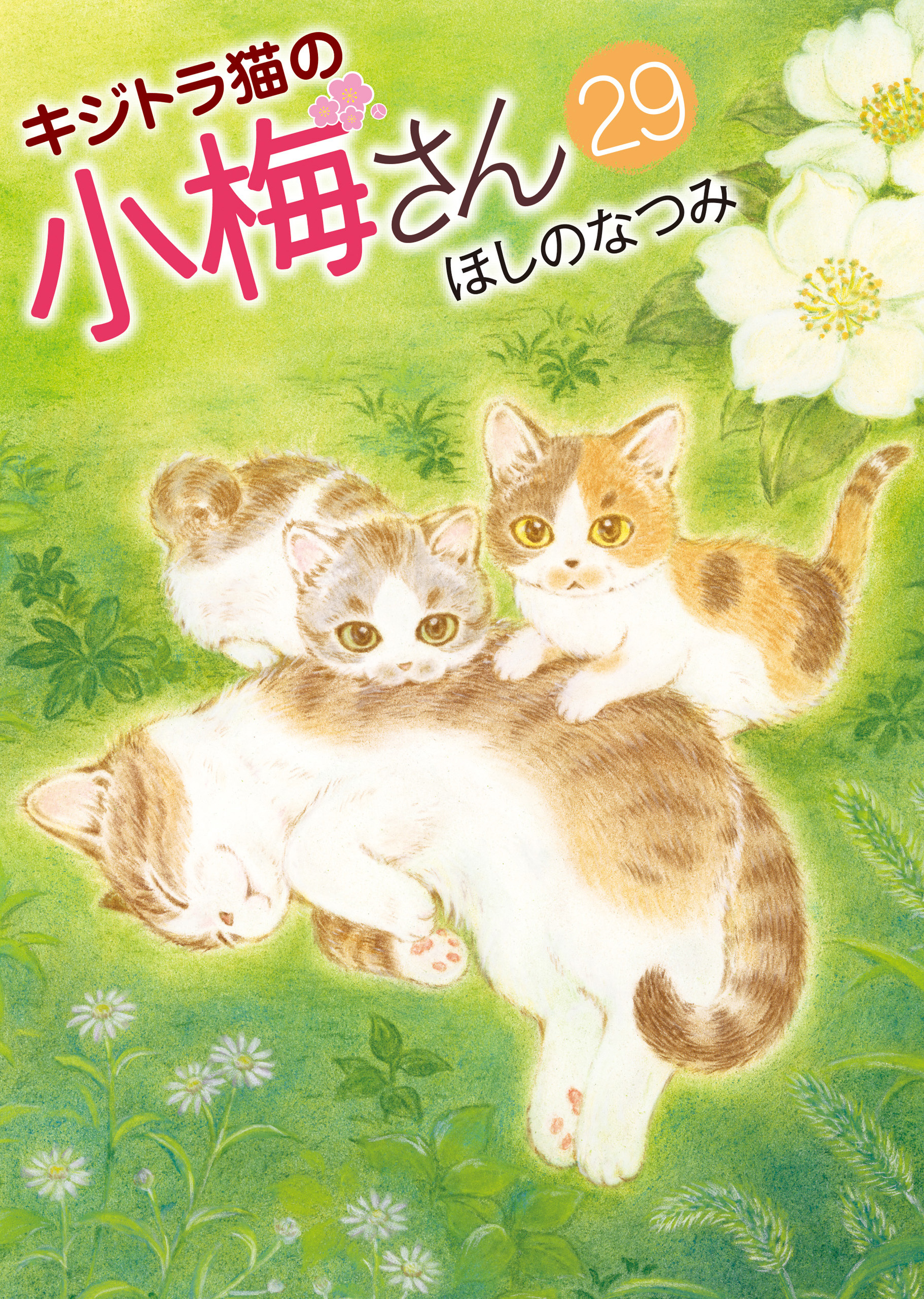 キジトラ猫の小梅さん (29)