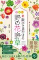 新・散歩で見かける野の花・野草