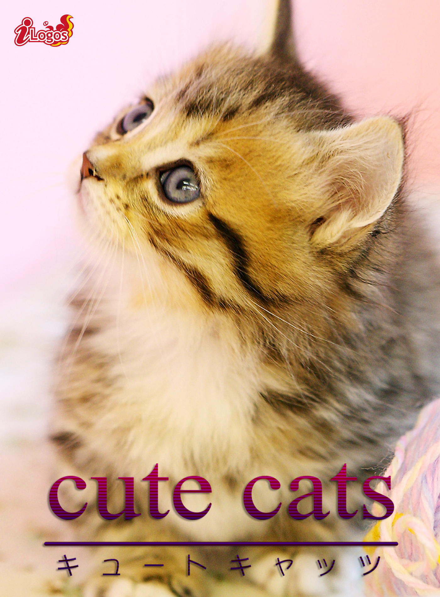 cute cats05 マンチカン