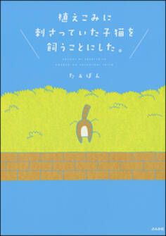 植えこみに刺さっていた子猫を飼うことにした。