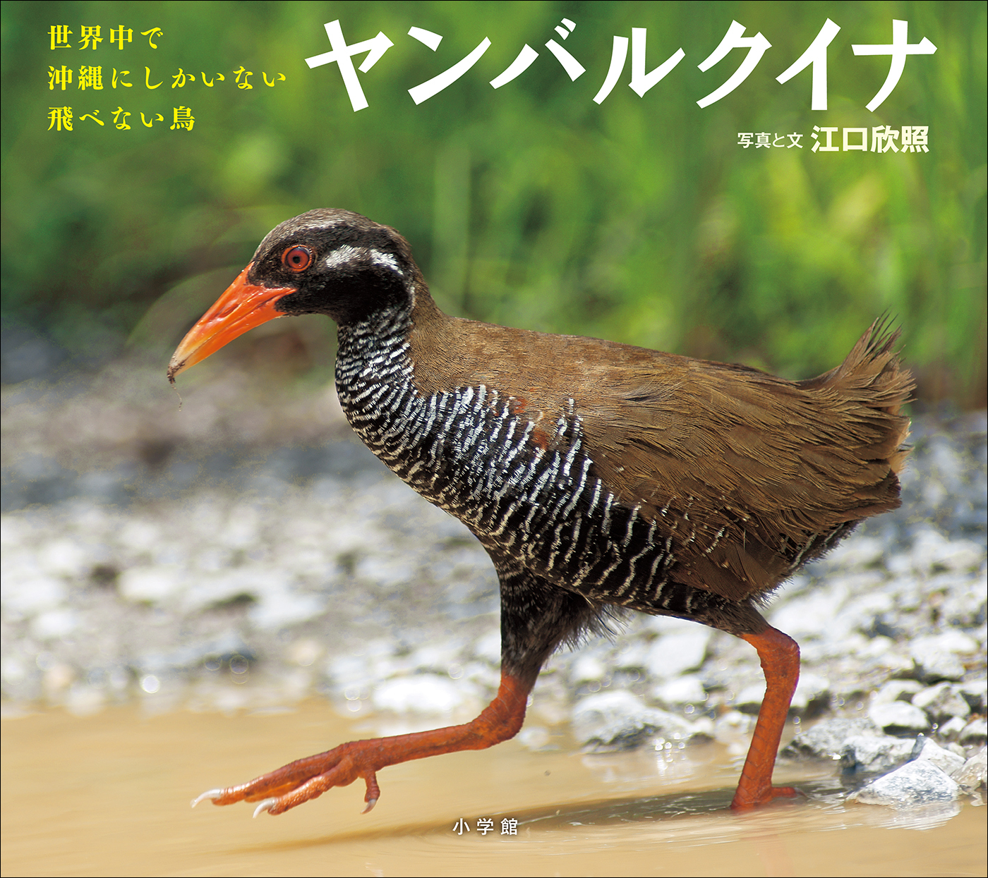 ヤンバルクイナ　～世界中で沖縄にしかいない飛べない鳥～（小学館の図鑑NEOの科学絵本）