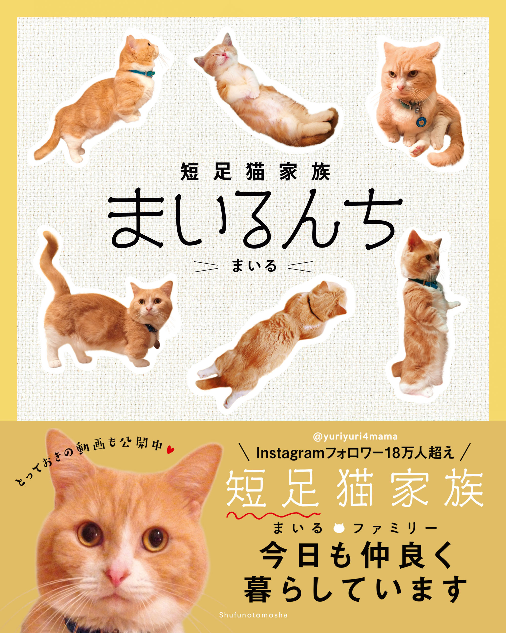 短足猫家族　まいるんち