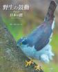 野生の鼓動 Part2 日本の鷹