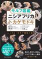 モルフ図鑑 ニシアフリカトカゲモドキ 心ときめく体色や模様の魅力