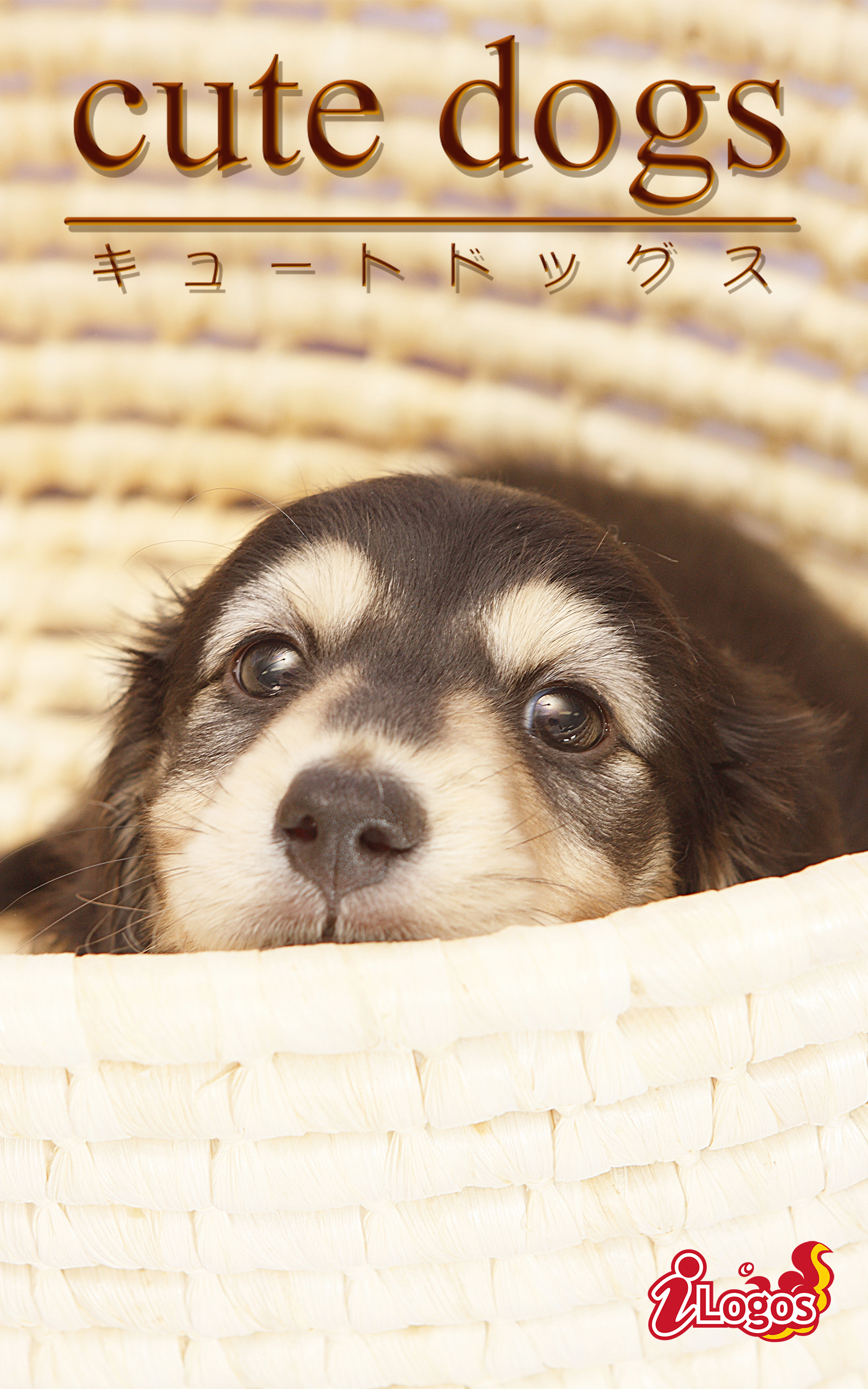 cute dogs22 ダックスフンド