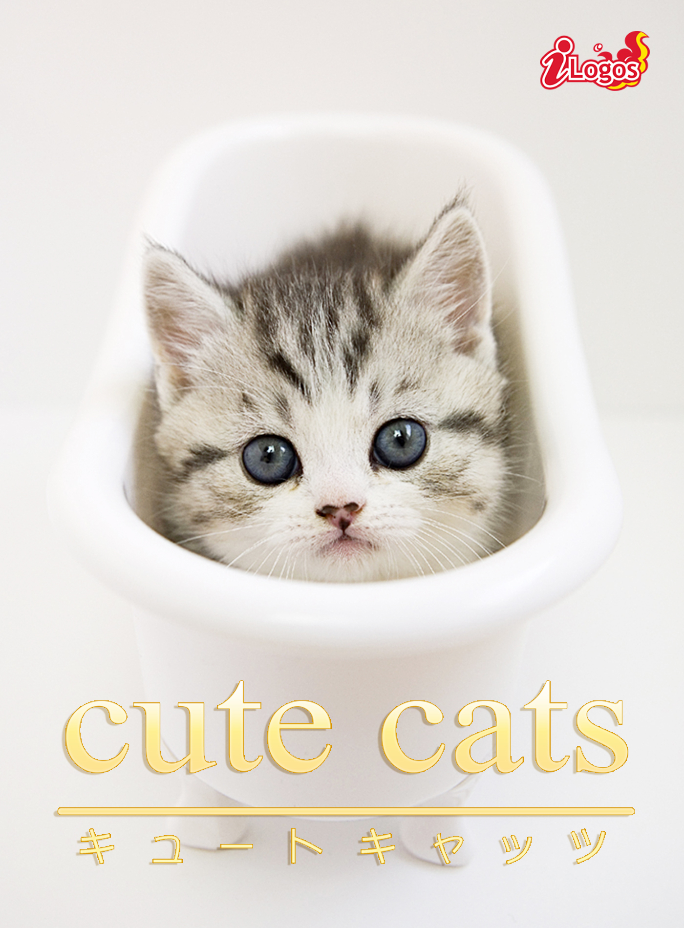 cute cats07 マンチカン